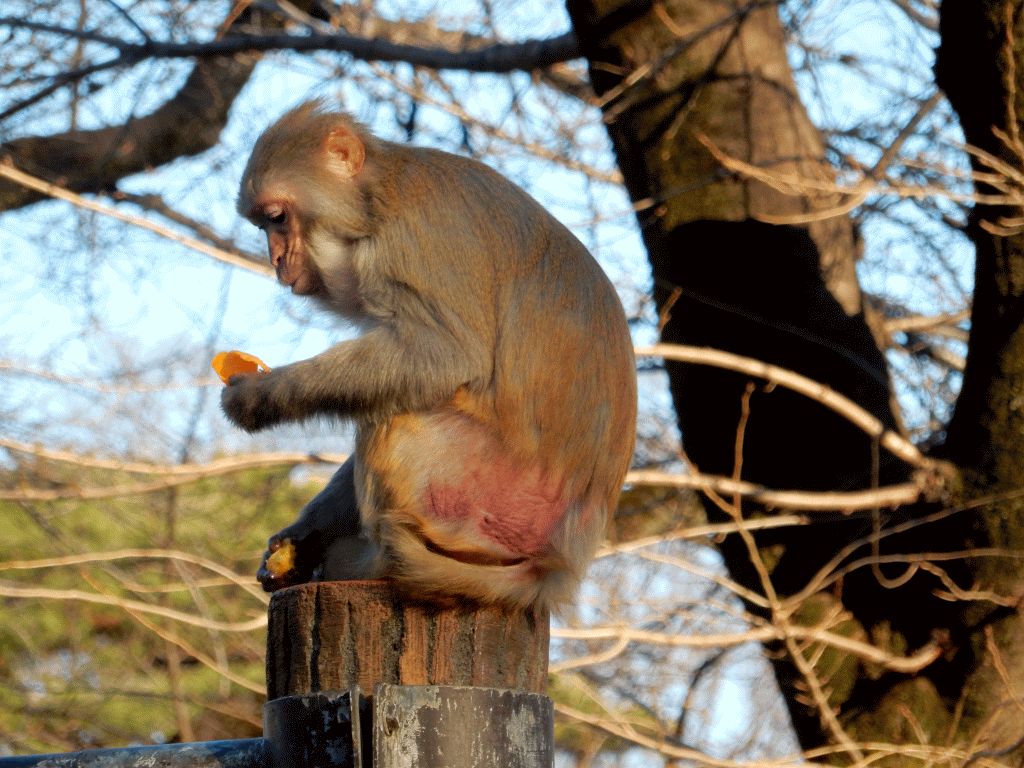Monkeys at Inokashira Park Zoo