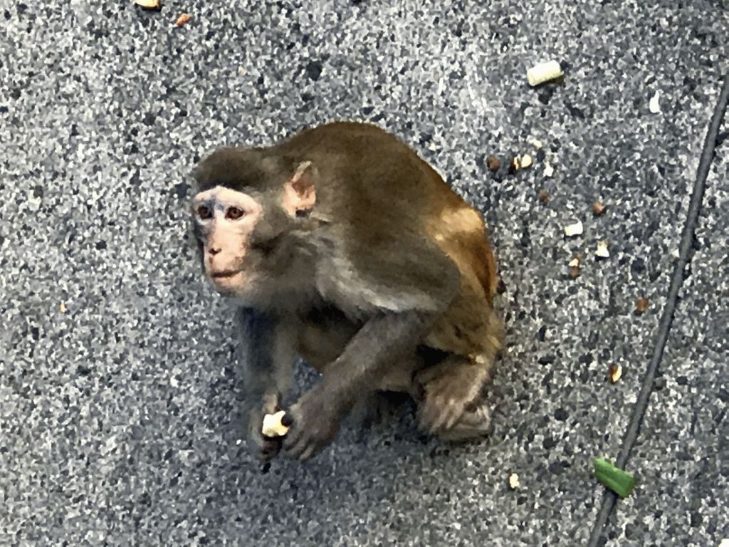 Monkeys at Inokashira Park Zoo