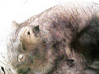 Sleeping wombat at Currumbin Sanctuary