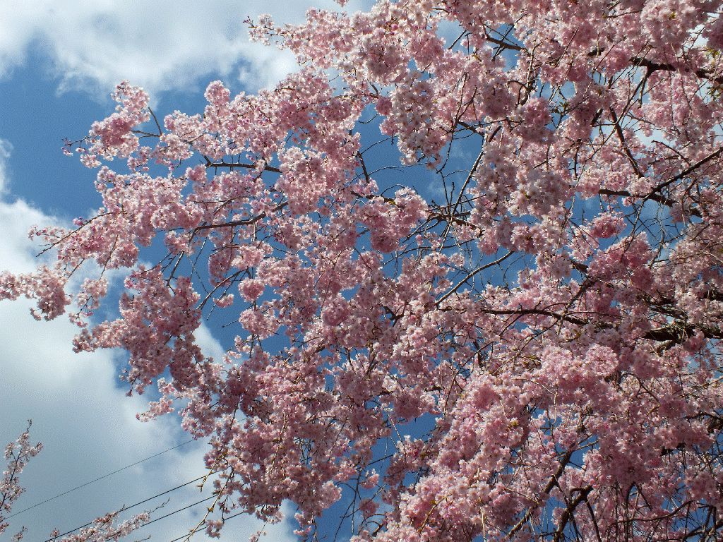 日吉馬場の桜